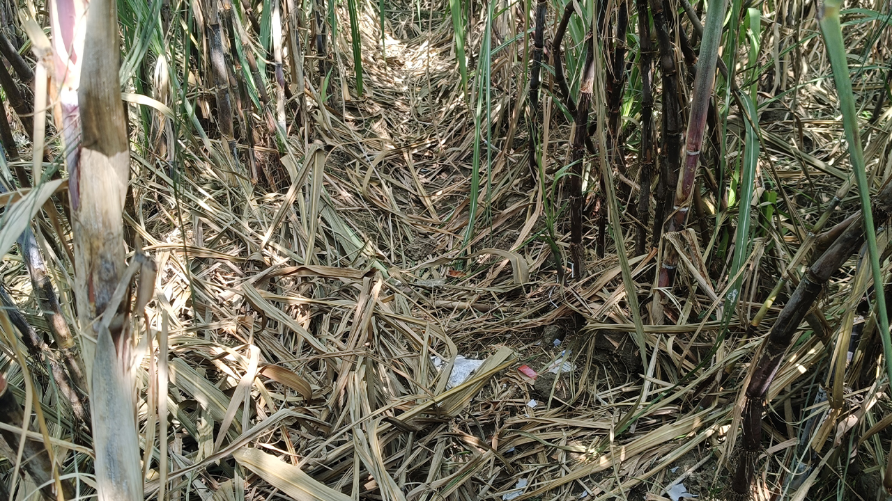 বেনাপোল সীমান্তে বোমা বানাতে গিয়ে বিস্ফোরণ, যুবকের কবজি বিচ্ছিন্ন